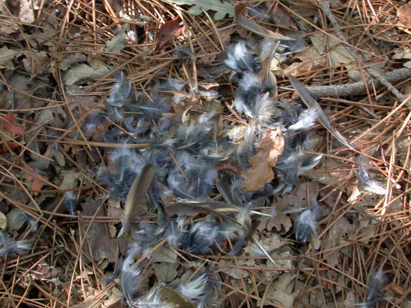 Penne di Tordo bottaccio
